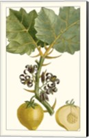 Turpin Exotic Botanical IV Fine Art Print
