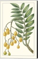 Turpin Exotic Botanical IX Fine Art Print