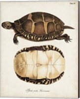 Antique Turtles & Shells IV Fine Art Print