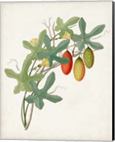 Botanical of the Tropics III Fine Art Print