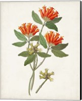Botanical of the Tropics V Fine Art Print
