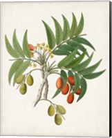 Botanical of the Tropics VI Fine Art Print