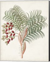 Botanical of the Tropics VII Fine Art Print