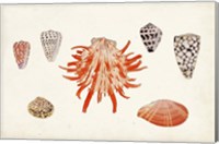 Antique Shell Anthology IV Fine Art Print