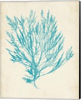 Aquamarine Seaweed IV Fine Art Print