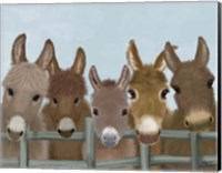 Donkey Herd at Fence Fine Art Print