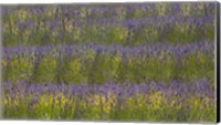 Field of Purple Fine Art Print
