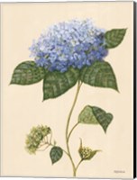 Blue Hydrangea Fine Art Print