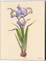 Blue Iris Fine Art Print