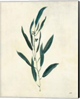 Botanical Study V Fine Art Print