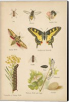 Natural History Book VI Fine Art Print