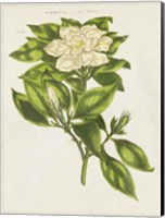 Herbal Botanical IX Flower Fine Art Print