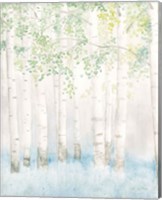 Soft Birches II Fine Art Print