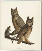 Pl 61 Great Horned Owl Fine Art Print