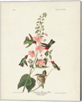 Pl 425 Columbian Hummingbird Fine Art Print