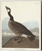 Pl 277 Hutchinss Barnacle Goose Fine Art Print