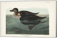 Pl 408 American Scoter Duck Fine Art Print