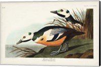 Pl 429 Western Duck Fine Art Print