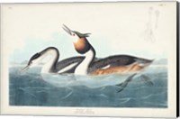 Pl 292 Crested Grebe Fine Art Print