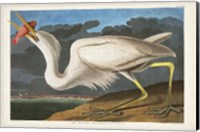 Pl 281 Great White Heron Fine Art Print