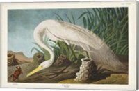 Pl 386 White Heron Fine Art Print