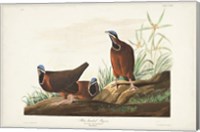 Pl 172 Blue-headed Pigeon Fine Art Print