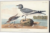 Pl 285 Fork-tailed Gull Fine Art Print