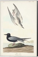 Pl 280 Black Tern Fine Art Print