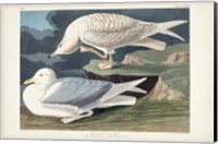 Pl 282 White-winged Silvery Gull Fine Art Print