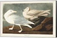 Pl 396 Burgomaster Gull Fine Art Print