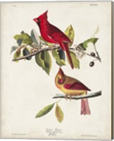 Pl 158 Cardinal Grosbeak Fine Art Print