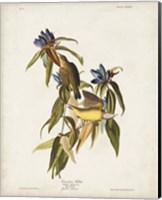Pl 138 Connecticut Warbler Fine Art Print