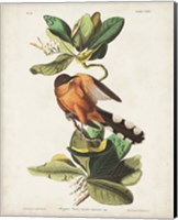 Pl 169 Mangrove Cuckoo Fine Art Print