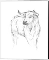 Bull Study I Fine Art Print