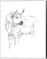 Bull Study II Fine Art Print
