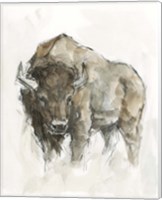 American Buffalo II Fine Art Print