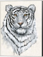 White Tiger II Fine Art Print