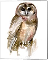 Watercolor Owl II Fine Art Print