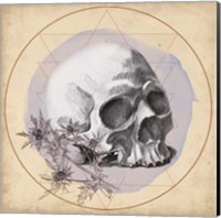 Skull Thistle II Fine Art Print