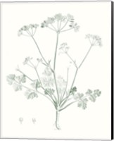 Botanical Study in Sage IV Fine Art Print