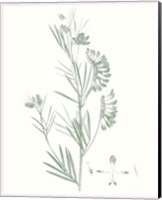 Botanical Study in Sage IX Fine Art Print
