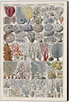 Coral Chart Fine Art Print