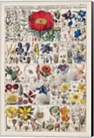 Floral Chart Fine Art Print