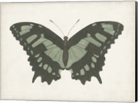 Beautiful Butterfly II Fine Art Print
