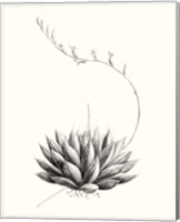 Graphic Succulents IV Fine Art Print