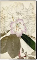 Silvery Botanicals IV Fine Art Print