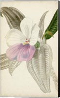 Silvery Botanicals VII Fine Art Print