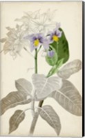 Silvery Botanicals IX Fine Art Print