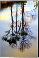 Reflections in a Stream, Ward Ware Nature Park, Gulf Shores Alabama Fine Art Print