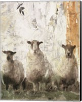 Three Sheep Fine Art Print